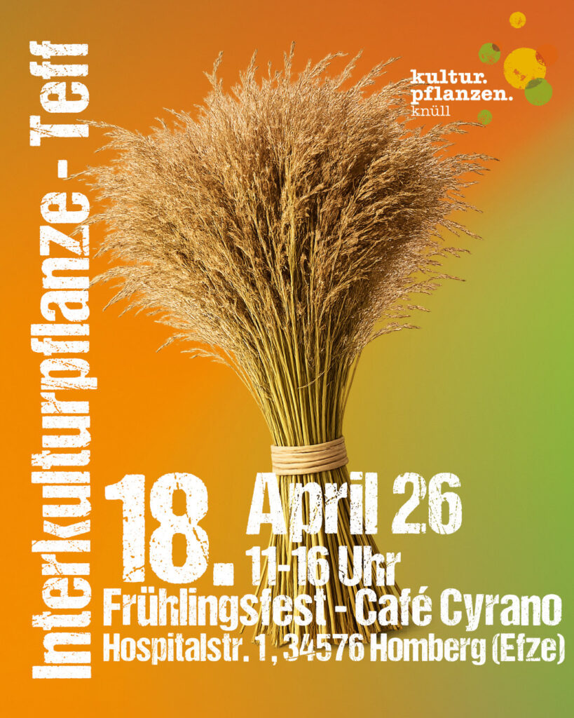 Inbterkulturpflanze Teff Insta Kulturpflanzen Knüll